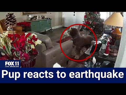 Dog senses earthquake, wakes up to shaking