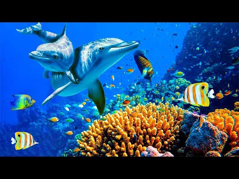 Relaxing Music to Relieve Stress, Anxiety &amp; Depression 🐬 Mind, Body &amp; Soul Healing