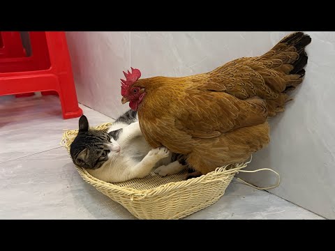 The kitten is very angry💢❗️It's so funny and cute! The hen insisted on sleeping with the kitten😂