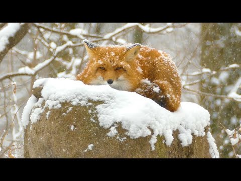 Relaxing Beautiful Music, Peaceful Instrumental Music in video in 4k, &quot;Winter's Calm&quot; by Tim Janis