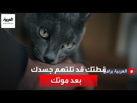 القطط تستمتع بأكل جثث البشر ولو كانوا أصحابها