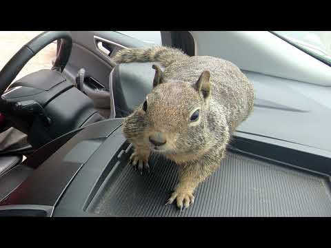 Squirrel on my Dashboard