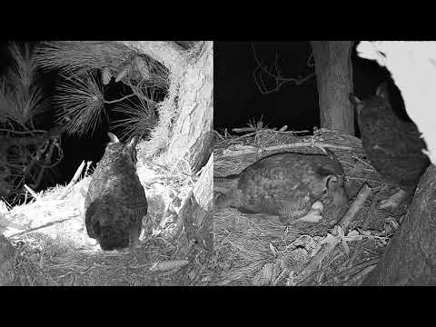 Male brings breakfast prey for Female Great Horned Owl｜HHLT Raptor Nest 2024 1 11