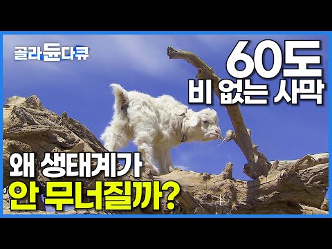 적막만 흐르는 극한의 환경 고비 사막. 물도 식물도 없는데 대체 왜 생태계가 유지될까?│몽골 유목민│자연 다큐│다큐프라임│