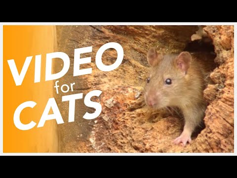 CAT TV - Mouse Hole! 20 Hours of Rodents for Cats to Watch!