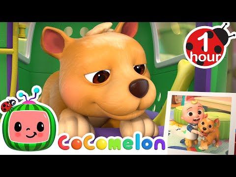 This is the Way (Doggy Care) + MORE CoComelon Nursery Rhymes &amp; Kids Songs