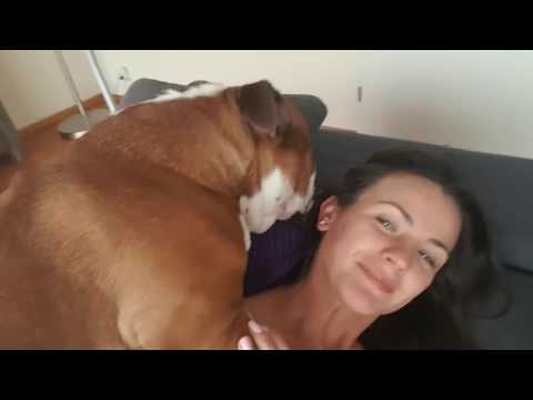 English Bulldog happy to see mommy back. Can't go a minute without going nuts :)))