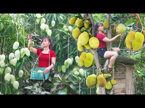 FULL VIDEO: 38 Days Harvesting Jack Fruit, Mango Fruit, Sweet Potato Go To Market Sell