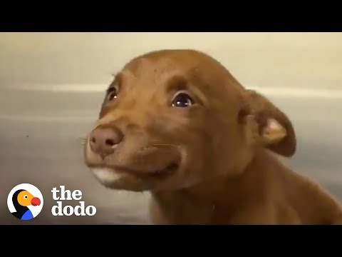 This Adorable Puppy Wouldn&rsquo;t Stop Smiling in Her Shelter Kennel | The Dodo