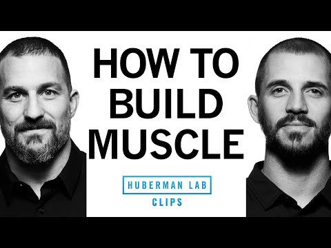 How to Build Muscle | Dr. Andy Galpin &amp; Dr. Andrew Huberman