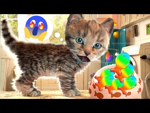 FUNNY CATS CUTE LITTLE KITTEN ADVENTURE -  CUTE ANIMATED KITTY FRIENDS 