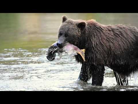 Grizzly Bear Chasing Salmon - Atnarko River, Bella Coola, BC.