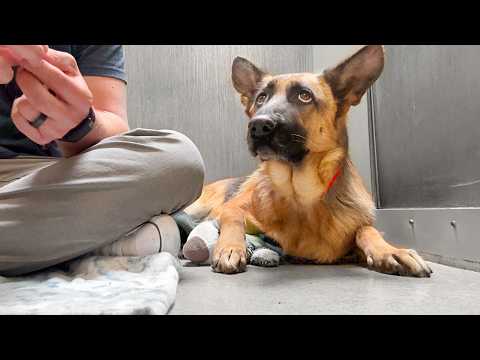 Watch the moment I figure out this German Shepherds name at the shelter 😳