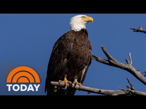 How the Endangered Species Act saved America&rsquo;s most iconic bird