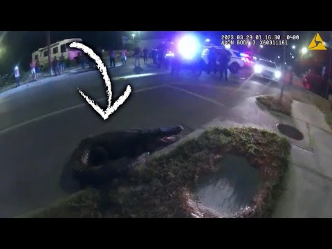 Brave Cop Wrangles Alligator in Street in Florida