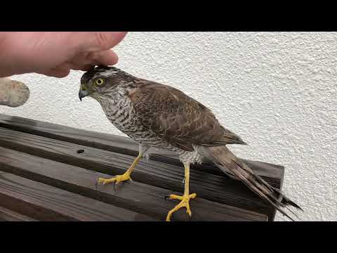 【三宅島】ガラスに激突してクラクラしてるハイタカ