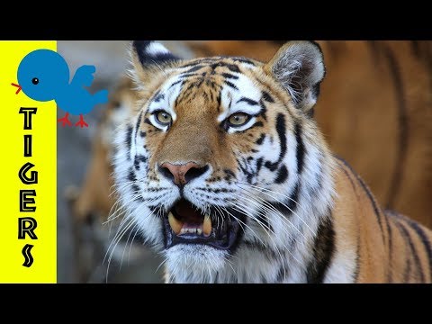 Tigers for Little Ones: Preschool Learning about Tigers for Kids - FreeSchool Early Birds