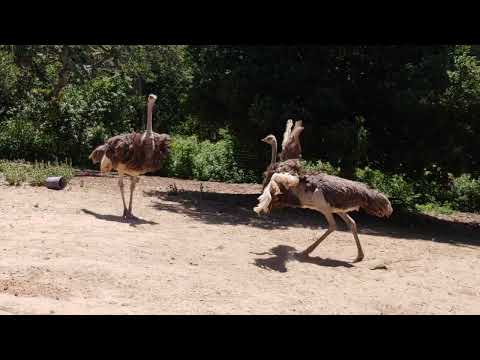 Ostrich Cinnamon shows off to Daphne.