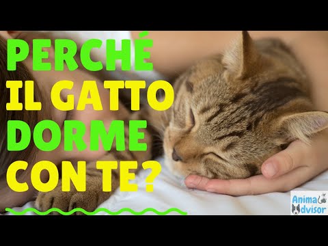 PERCH&Eacute; IL GATTO DORME CON TE?