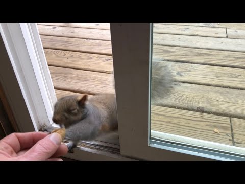 Squirrel smacks an almond out of my hand!