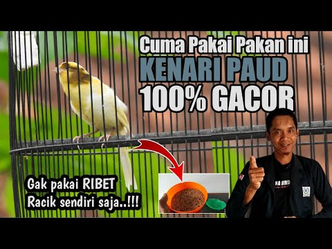 PERAWATAN KENARI PAUD AGAR CEPAT GACOR||racik sendiri saja bisa