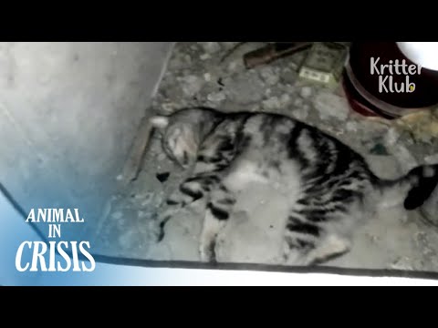 Lost Cat Found With Brain Damage Dying Alone In The Cement Room | Animal in Crisis EP83