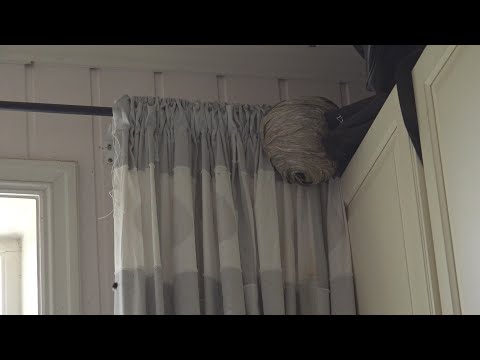 Man had a wasp nest in his bedroom