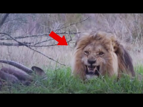 5 SCARIEST Lion Encounters You Better Not Watch!