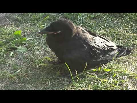 Roosting Sleeping Crow George