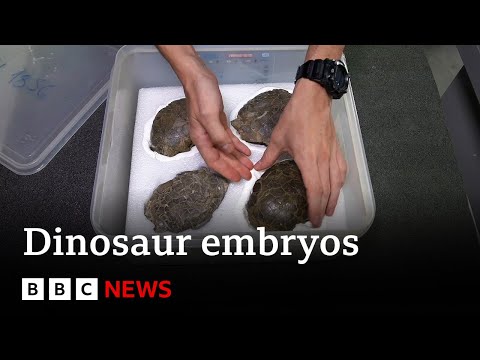 Inside Portugal's dinosaur embryo discovery - BBC News