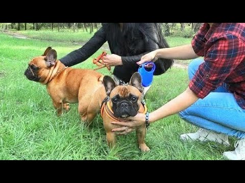 CHAMPION of breed Rudik and beautiful Sabina. French Bulldogs. Odessa.