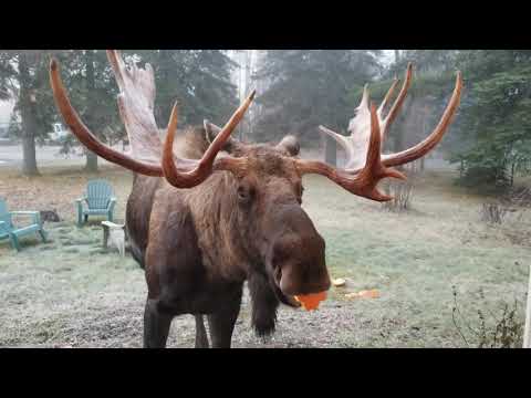 Moose eating Halloween pumpkin