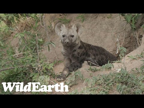 WildEarth - Sunset Safari - 12 November 2023