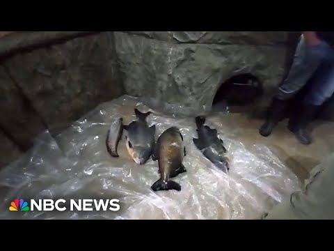 Hundreds of animals die in Crimean aquarium after storm strikes