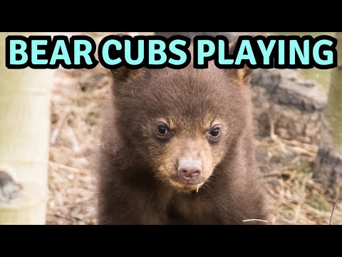 Bear Cubs Playing (5/4/2023) 