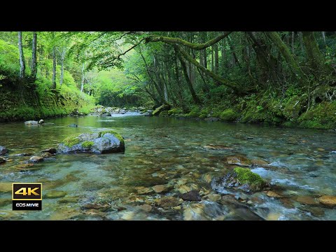 4K  The sound of spring water flowing in the fresh greenery /The chirping of birds