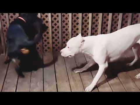 Terrified Dog Transforms When She Meets Her Soulmate | The Dodo