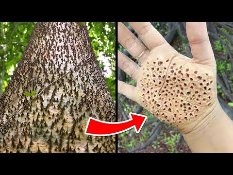 Most Dangerous Trees You Should NEVER Touch