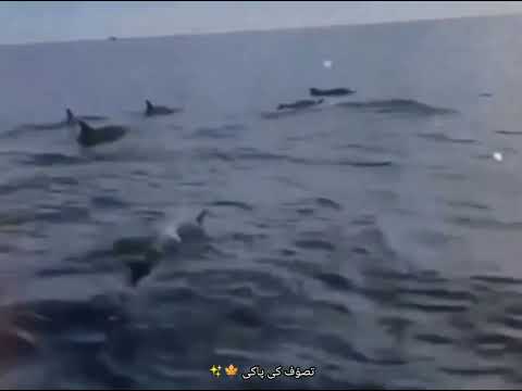 Dolphins reaction to listening to the recitation of the Quran | Chohan Writer