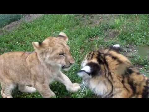 Baby Lion &amp; Tiger playing