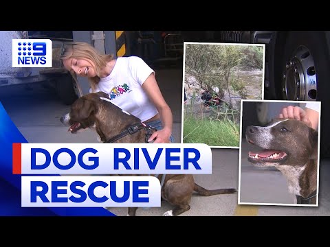 Woman dives into raging river to save her dog | 9 News Australia