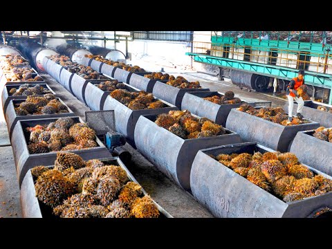 How Palm Oil Is Made In Factory | Palm Harvesting &amp; Processing Technology | Palm Oil Factory