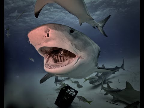 Tiger Shark Eats Camera and spits in out on the sand.