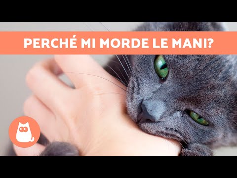 Perch&eacute; i GATTI MORDONO LE MANI? 🐱✋🏻 (5 Motivi)