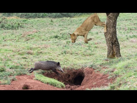 In The Last Second , Warthog Miraculous Escape From Lioness