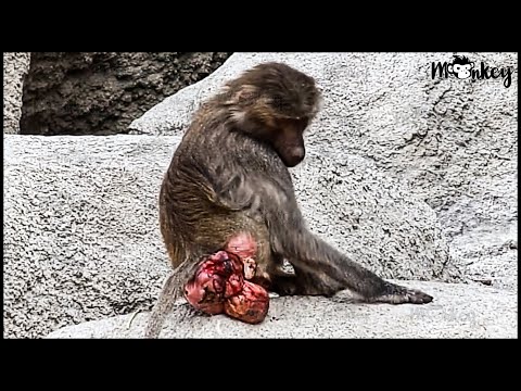 OMG!! Baboon Seriously Injured When Confronting Crocodile, Lion, Leopard ... | Animal fight