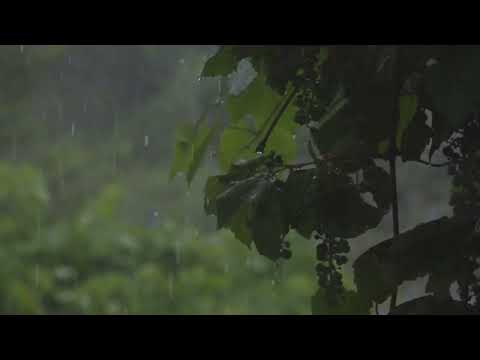 8 Hours of Rain Relaxation - Ultimate Stress Relief, Deep Sleep, Meditation, Yoga