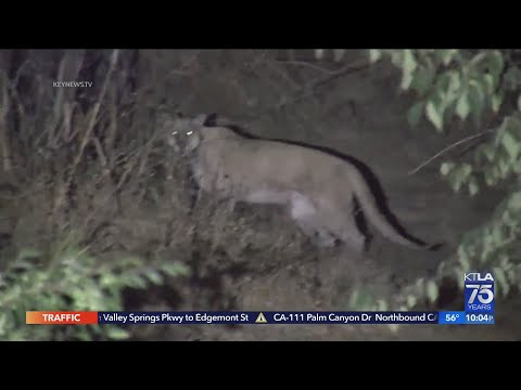 Mountain lion attacks dog while walking in Hollywood Hills