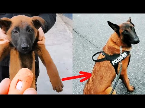 Stray puppy broke into police camp, became a Police Dog after being adopted