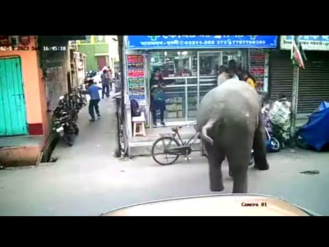 elephant attack video 